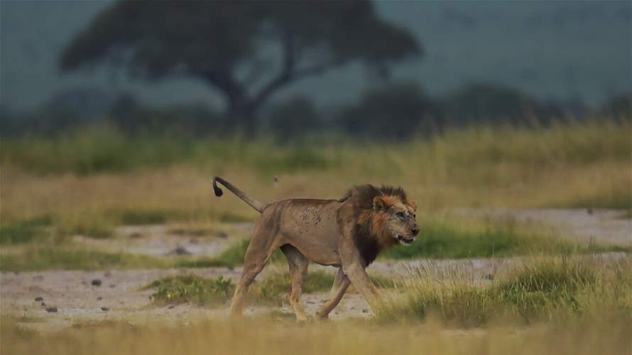 Six lions killed in Kenya in blow to conservation efforts