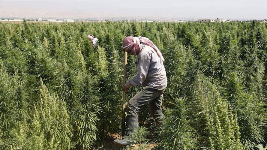 Unleashing the potential: Cannabis plant's impact on Lebanon's economy