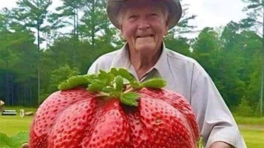 أكبر فراولة في العالم؟ 