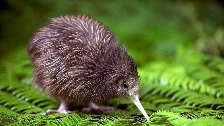 غضب نيوزيلندي من طريقة تعامل حديقة ميامي للحيوانات مع طائر كيوي