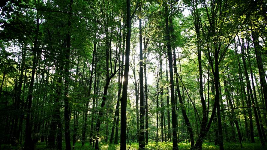 Europe hits resistance in race to finalize green laws