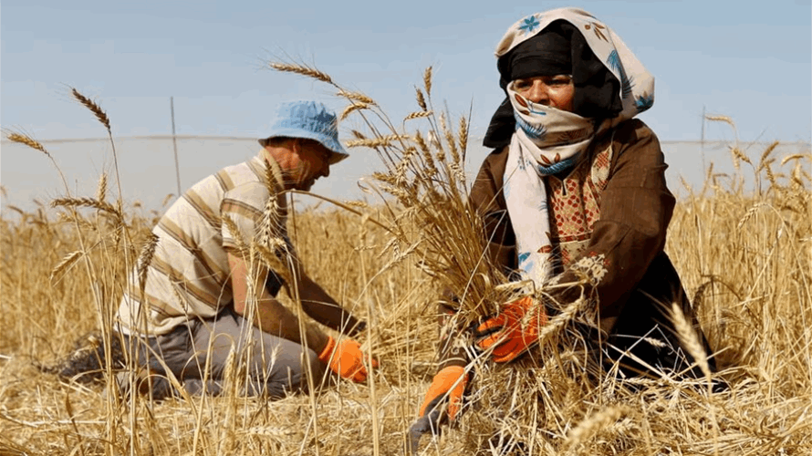 Disappointing weather takes its toll on Gaza wheat crop