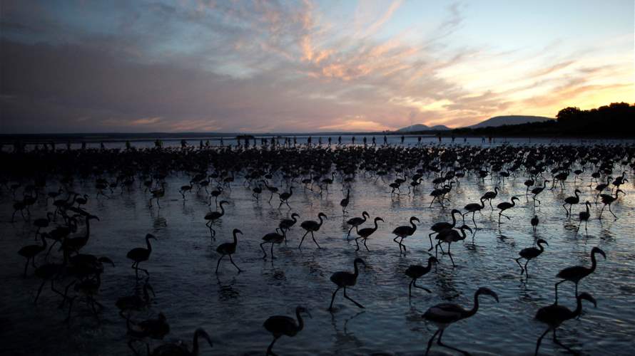 EU nature law hangs in the balance after lawmaker walk-out