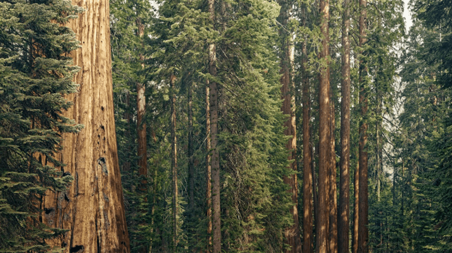 Sequoia splits into three entities