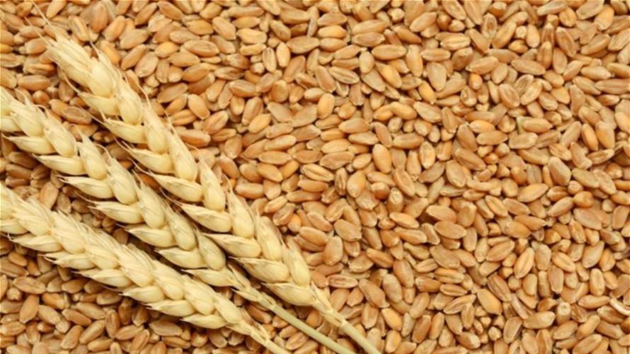 بيان صادر عن وزارة الزراعة حول موضوع شراء محصول القمح