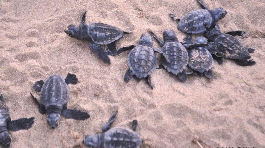 Tyre Coast Nature Reserve Director affirms southern coast is a habitat for sea turtles