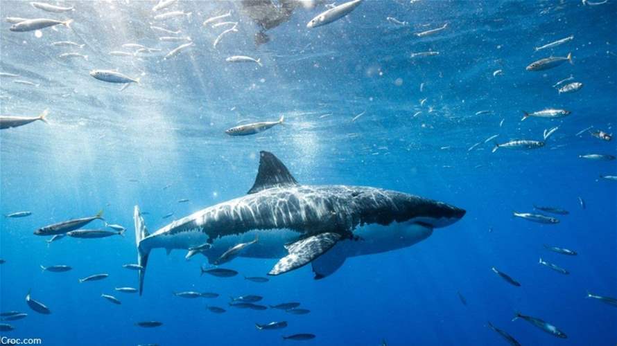 Lebanese Ministry of Agriculture emphasizes importance of sharks for the marine ecosystem