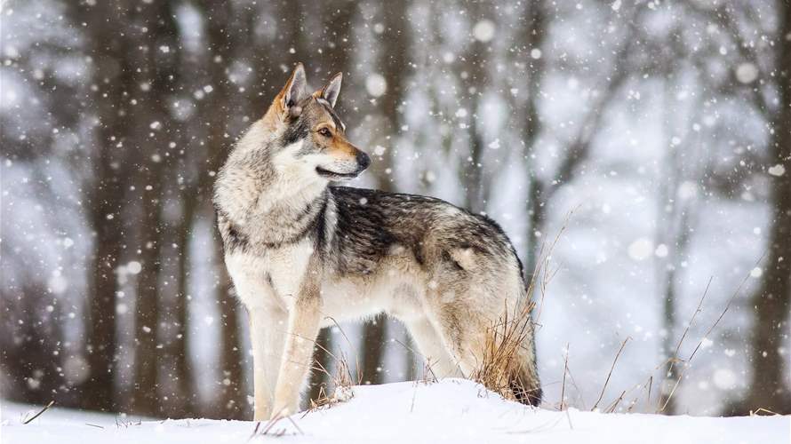 Like dogs, wolves recognize familiar human voices