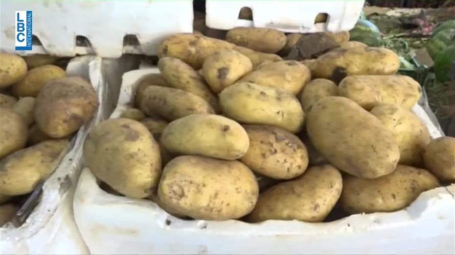  مزارعو البطاطا يخفضون اسعارهم... وبخسارة