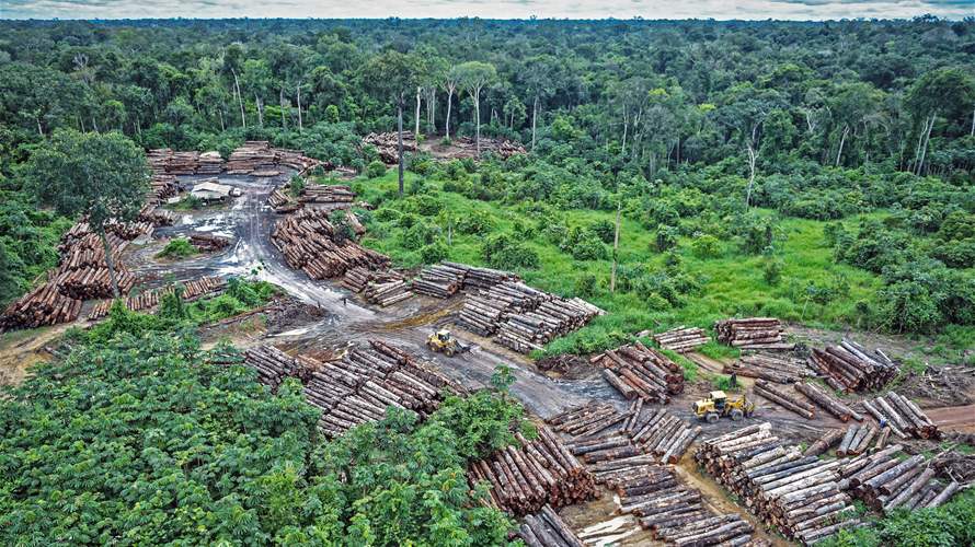 Football pitch of tropical forest lost every 5 seconds