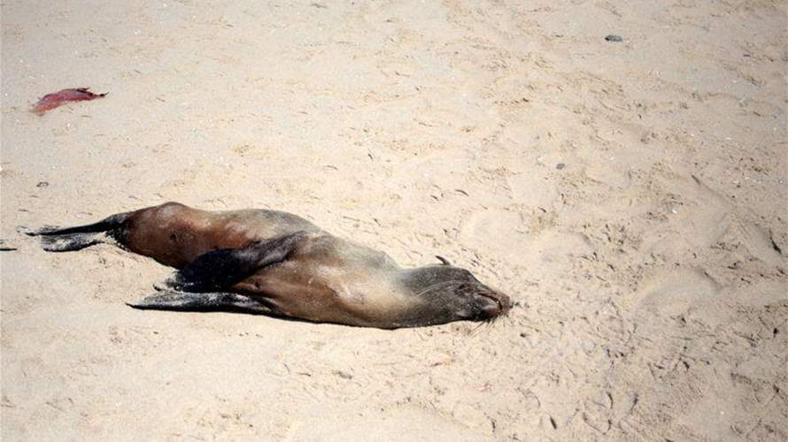 Namibia to cull 86,000 seals