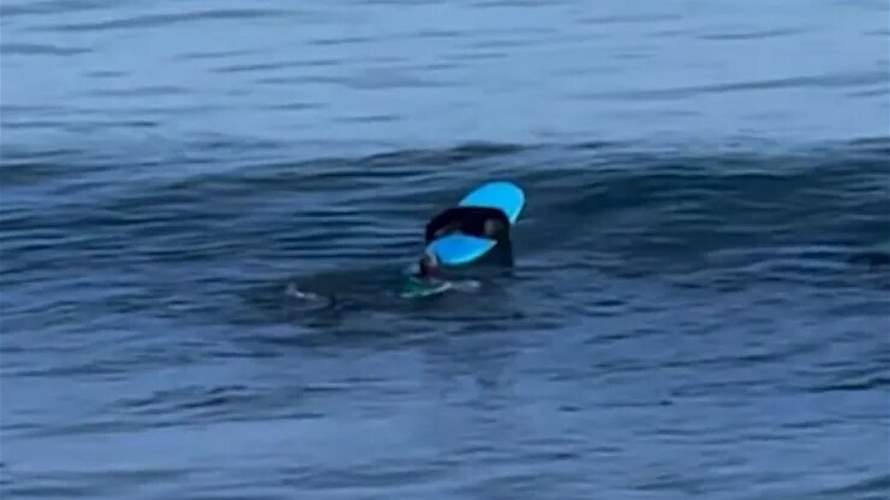 فيديو طريف يظهر سرقة كلب البحر للوح ركوب الأمواج يغزو مواقع التواصل الاجتماعي!