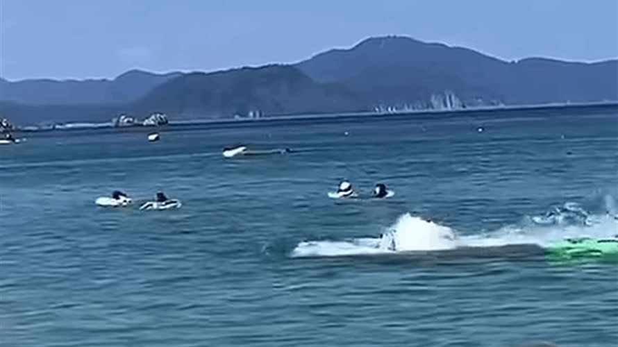 في مشهد غير معتاد... مجموعة دلافين هائجة تهاجم عدداً من الأشخاص في اليابان: إصابات وصراخ! (فيديو)