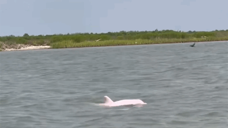 دلفين وردي نادر بالقرب من خليج المكسيك... وصياد يوثق المشهد! (فيديو)