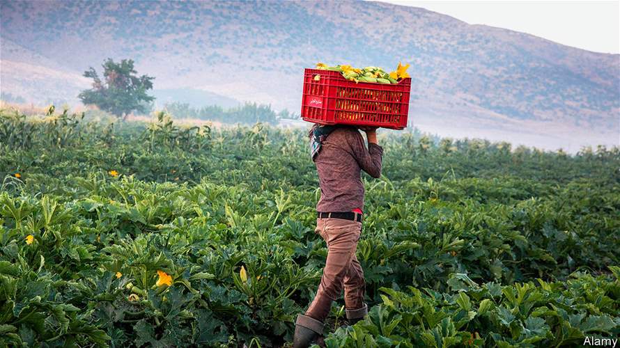 Reduced transit fees: Syria approves 50% cut for Lebanese agricultural products