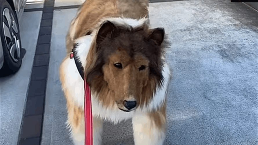 أراد أن يصبح حيوانًا... "توكو" يخرج بزي الكلب الشهير للمرة الأولى إلى الشارع! (فيديو)