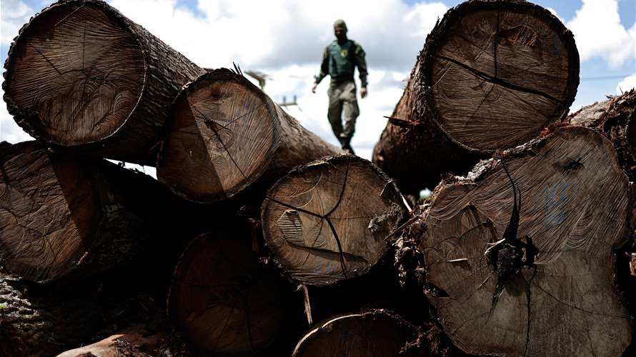 Deforestation in Brazil's Amazon fell 66 percent in July