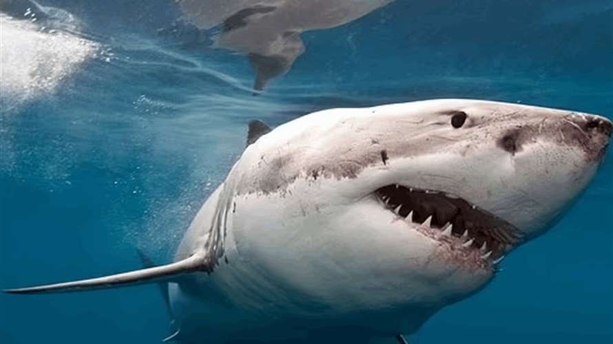 "لن أتفاجأ بأسماك القرش الغاضبة على الإطلاق"... ارتباك بين المخلوقات البحرية وهذا ما شرحه العلماء!