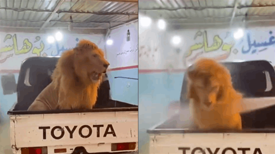 فيديو يظهر عملية غسيل أسد داخل مغسل سيارات في السعودية يثير بلبلة كبيرة... ما حقيقته؟ 