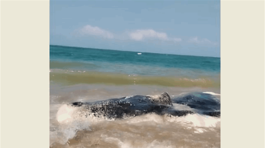Locals discover deceased whale on El-Kharayeb beach, Lebanon
