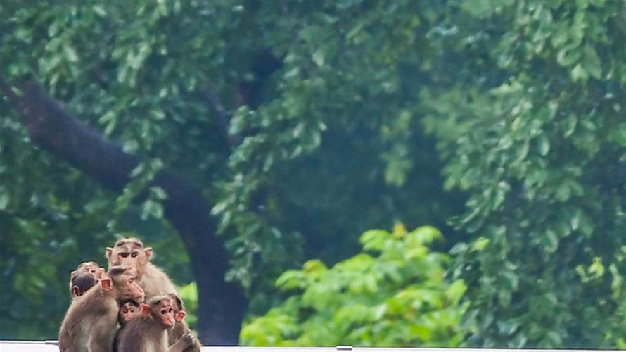 نشر "رجال قرود" في نيودلهي لإخافة حيوانات المكاك وإبعادها خلال قمة مجموعة العشرين