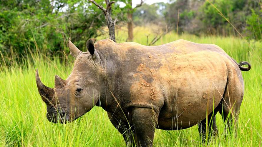 منظمة غير حكومية تنقذ أكبر موقع لتربية وحيد القرن في العالم