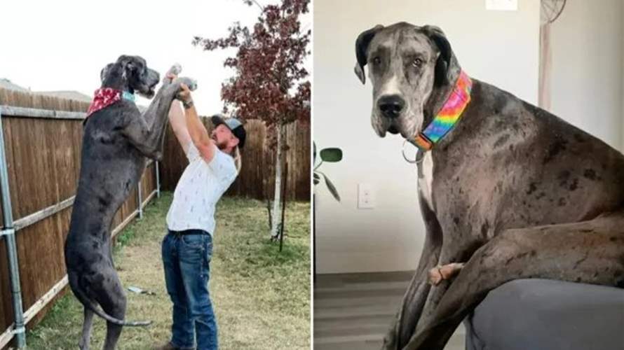 أطول كلب في العالم يتوفى بعد معركة مع السرطان ومالكته: "قلوبنا مكسورة"!