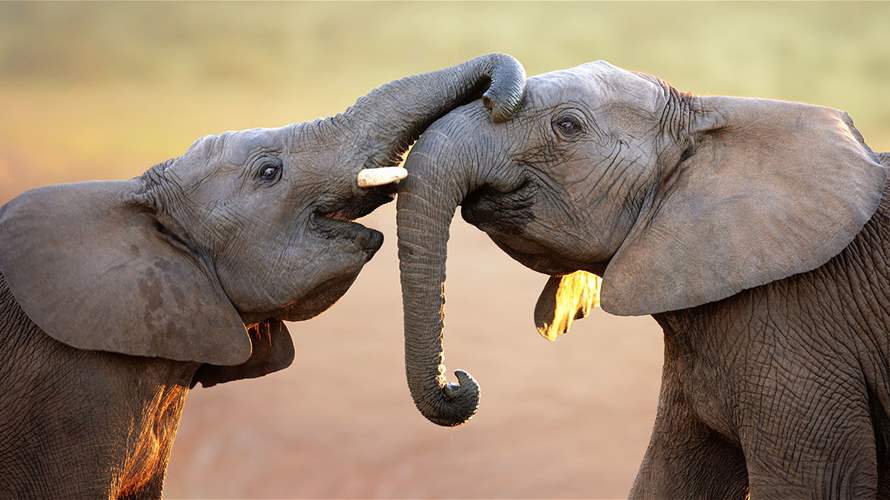 لهذا السبب... أعداد كبيرة من الفيلة تهاجر من أكبر متنزه وطني في زيمبابوي!