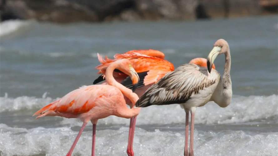 لأول مرة في التاريخ... طيور الفلامنغو تجتاح الشاطئ في هذا البلد والسكان مذهولون: أمر لا يصدق! (صور)