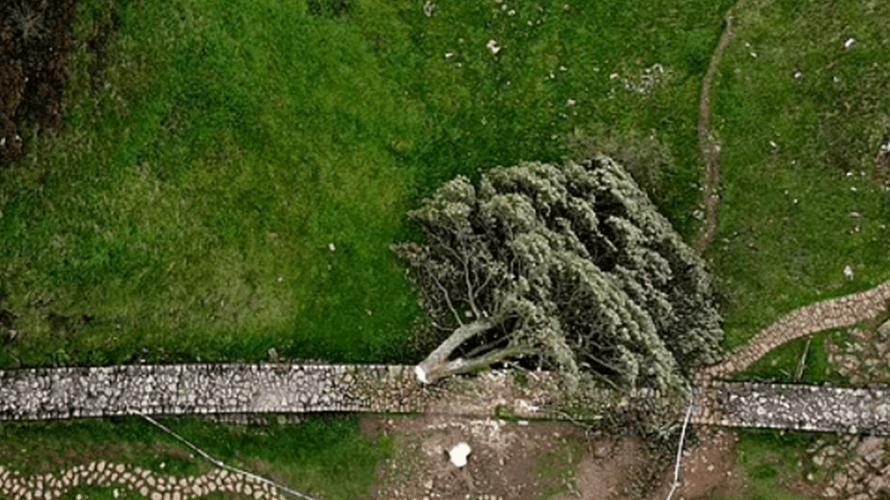 حقيقة صادمة حول قطع "شجرة روبن هود" التي يتجاوز عمرها الـ300 سنة... ما علاقة تيك توك؟