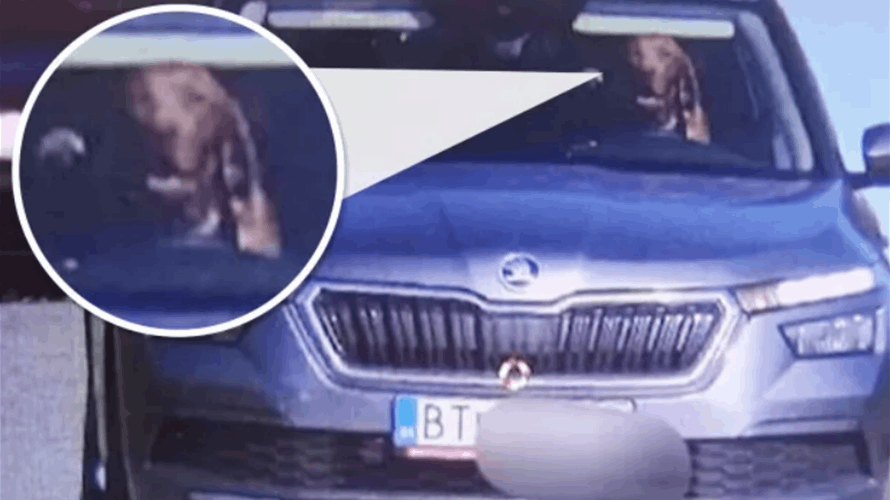 كلب يقود سيارة مالكه بسرعة...ورجال الشرطة في صدمة!