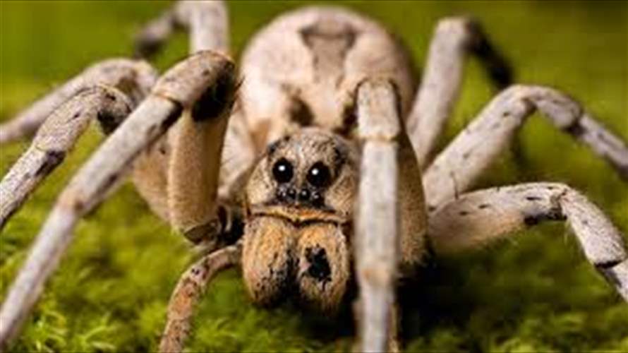 وجدت عنكبوتًا حاملًا ضخمًا داخل مكتبها... حجمه مرعب! (صور)