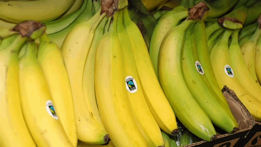 هل ينقرض الموز؟! (صورة)