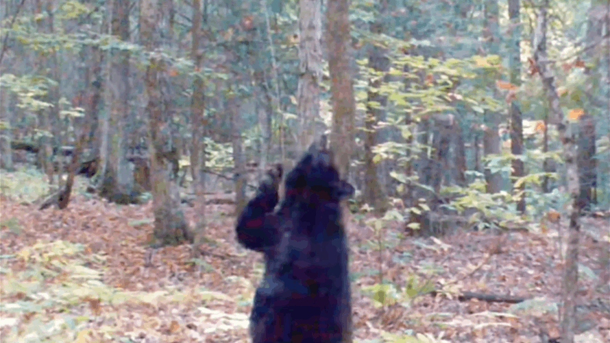 في مشهد مضحك للغاية... دب أسود يؤدي حركات رقص "مثيرة" على شجرة! (فيديو)