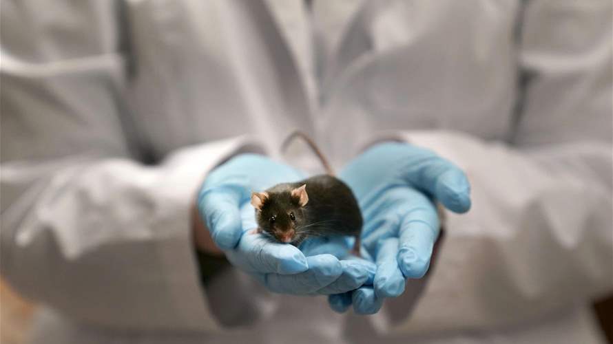 علماء يطوّرون للمرة الأولى أجنة فئران في الفضاء