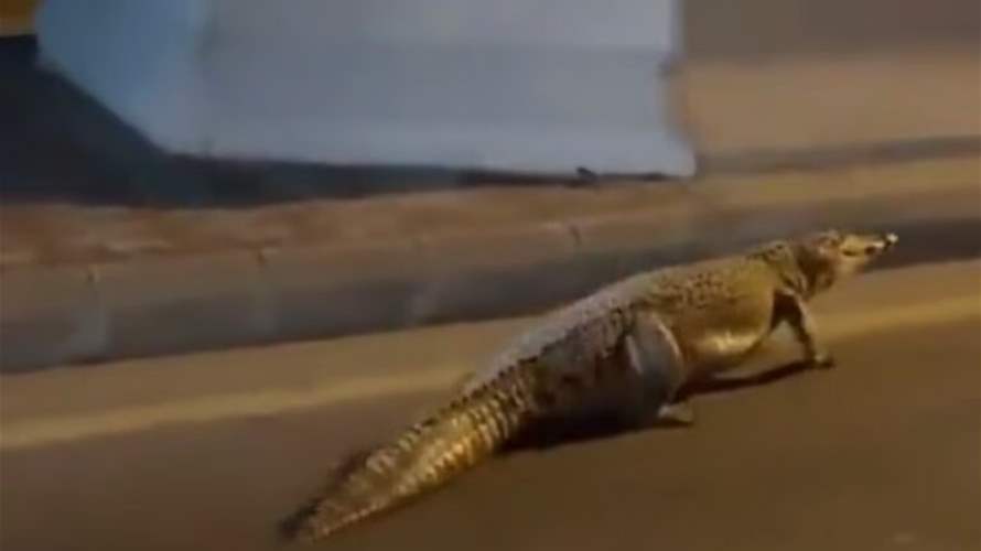 أرعب السكان... تمساح "ضخم" يتجول في أحد شوارع السعودية (فيديو)