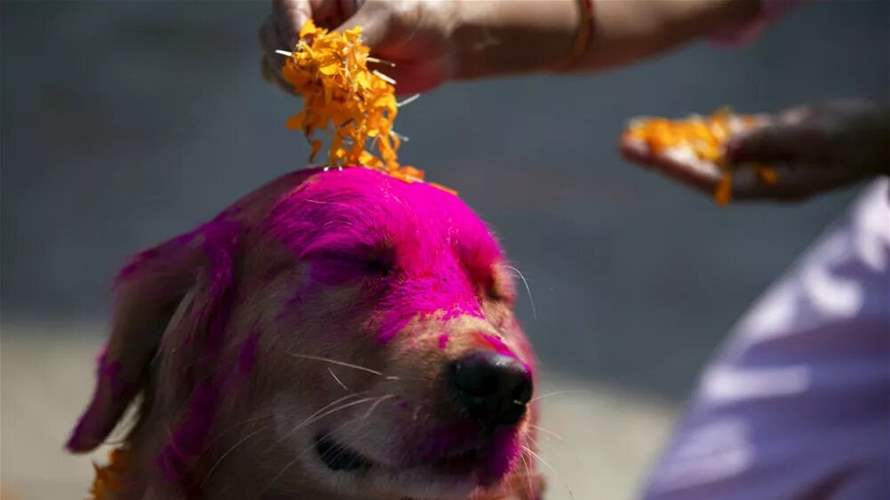 النيبال تحتفل بيوم الكلاب ضمن مهرجان هندوسي