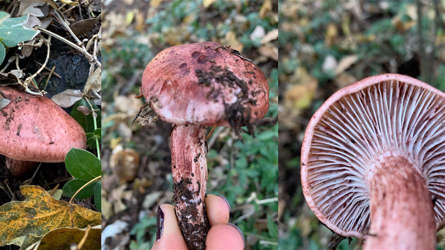 Into the wild: Exploring the world of mushrooms in Lebanon