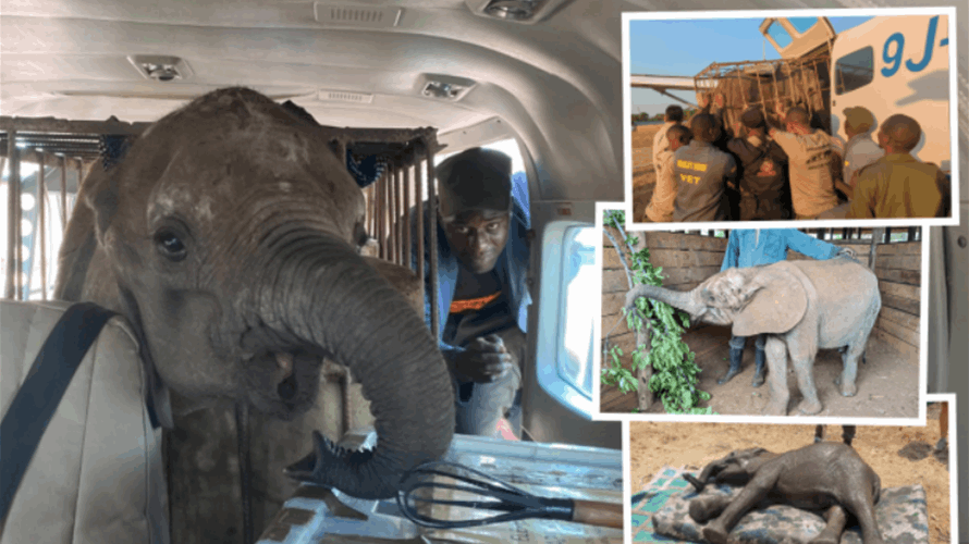 فيلة تخلّت عن ابنها الصغير...وهكذا تم إنقاذه! 