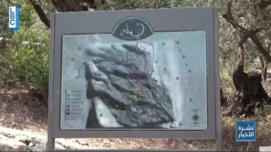 في يومها العالمي... شجرة الزيتون في لبنان رمز تاريخي ثقافي ذو منافع عديدة! 