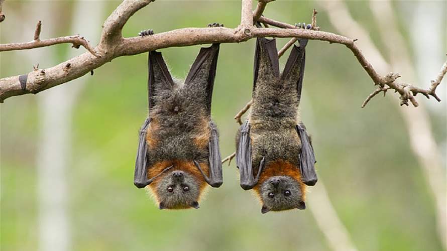متقاعد هولندي يحل لغز العضو الذكري الضخم لنوع من الخفافيش 