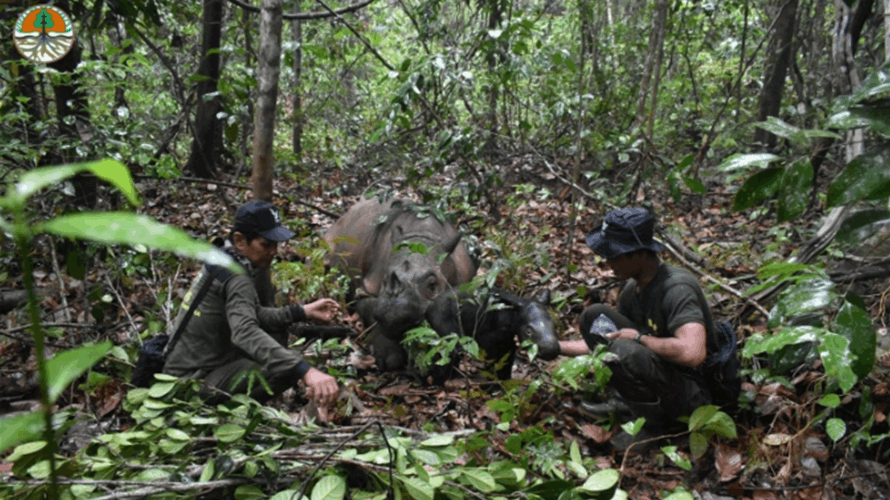 حدث نادر... إندونيسيا تشهد ولادة "وحيد قرن سومطري" (صور)