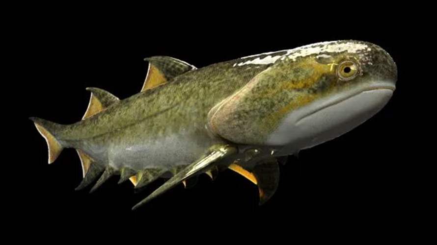 هل تطور البشر من سمكة قرش عاشت قبل ملايين السنين؟... دراسة صادمة!