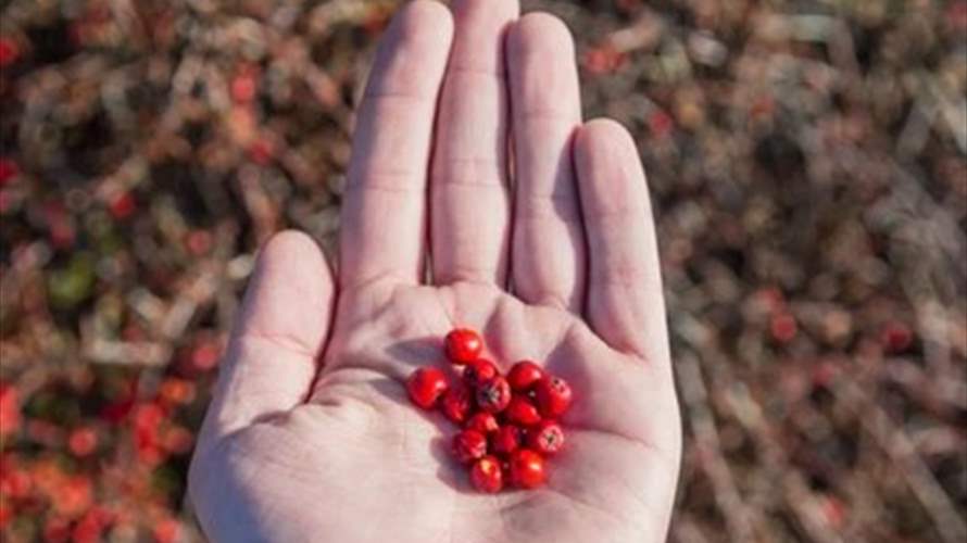 تناول التوت البري خلال نزهة مع والده.. مأساة يعيشها مراهق وهذه النتيجة! 