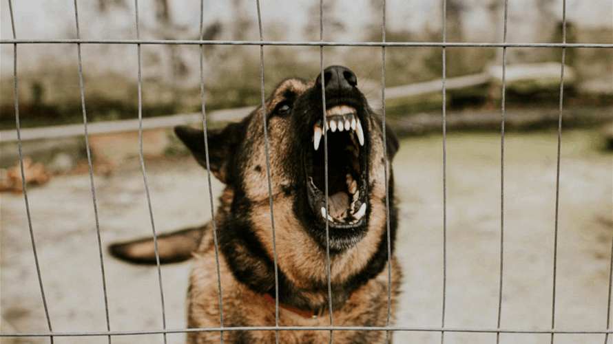 ثقب في السياج ساعد الكلاب على الهروب… والنتيجة مأساوية!