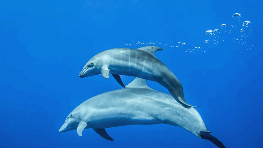 في أول اكتشاف من هذا النوع على الإطلاق... دلفين ذو إبهام يفاجئ العلماء! (صور) 