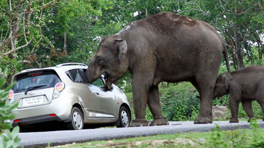 لحظات مخيفة ومضحكة... فيل هاجم شاحنة بخرطومه بحثاً عن الطعام! (فيديو)