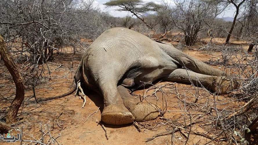 الجفاف الحاد يقتل فيلة منهكة في زيمبابوي 