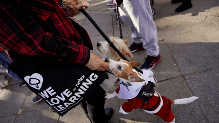 مسيرة خيرية للكلاب في مدريد ضد التخلي عن الحيوانات