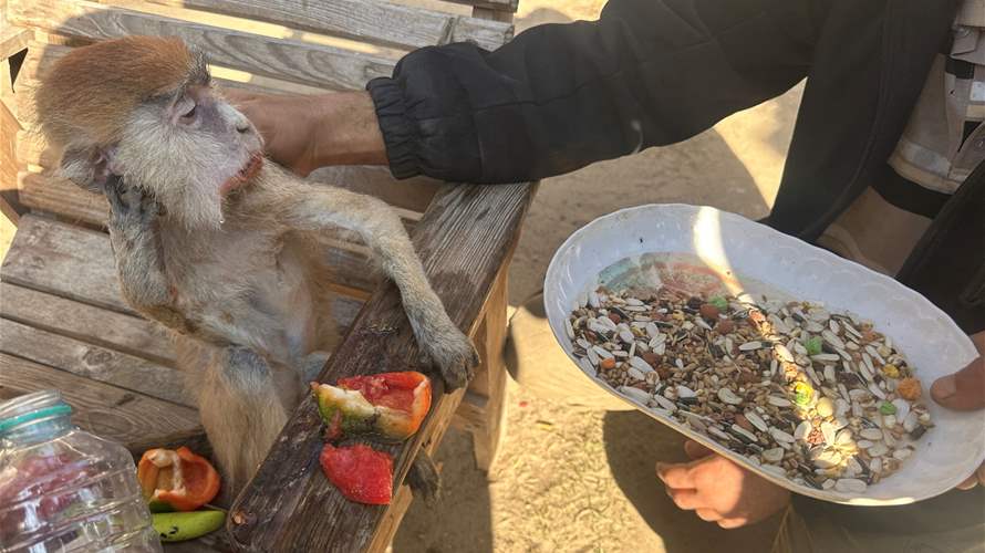 الجوع يقرص الحيوان والإنسان في حديقة حيوانات بغزة